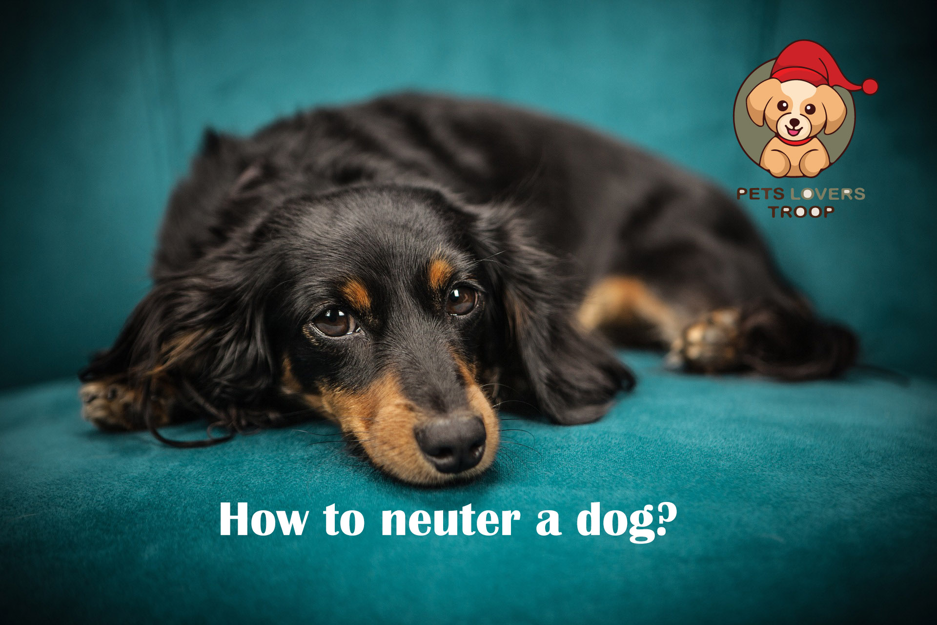 How to neuter your dog