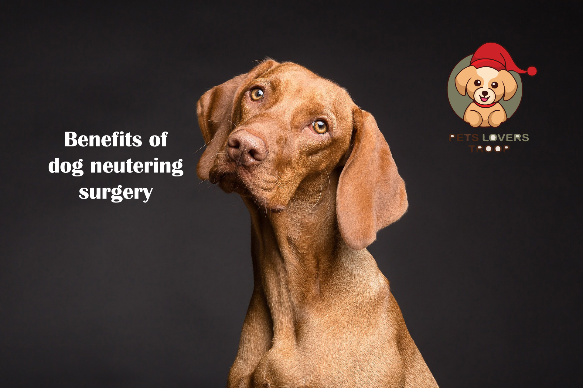 benefits of neutering your dog