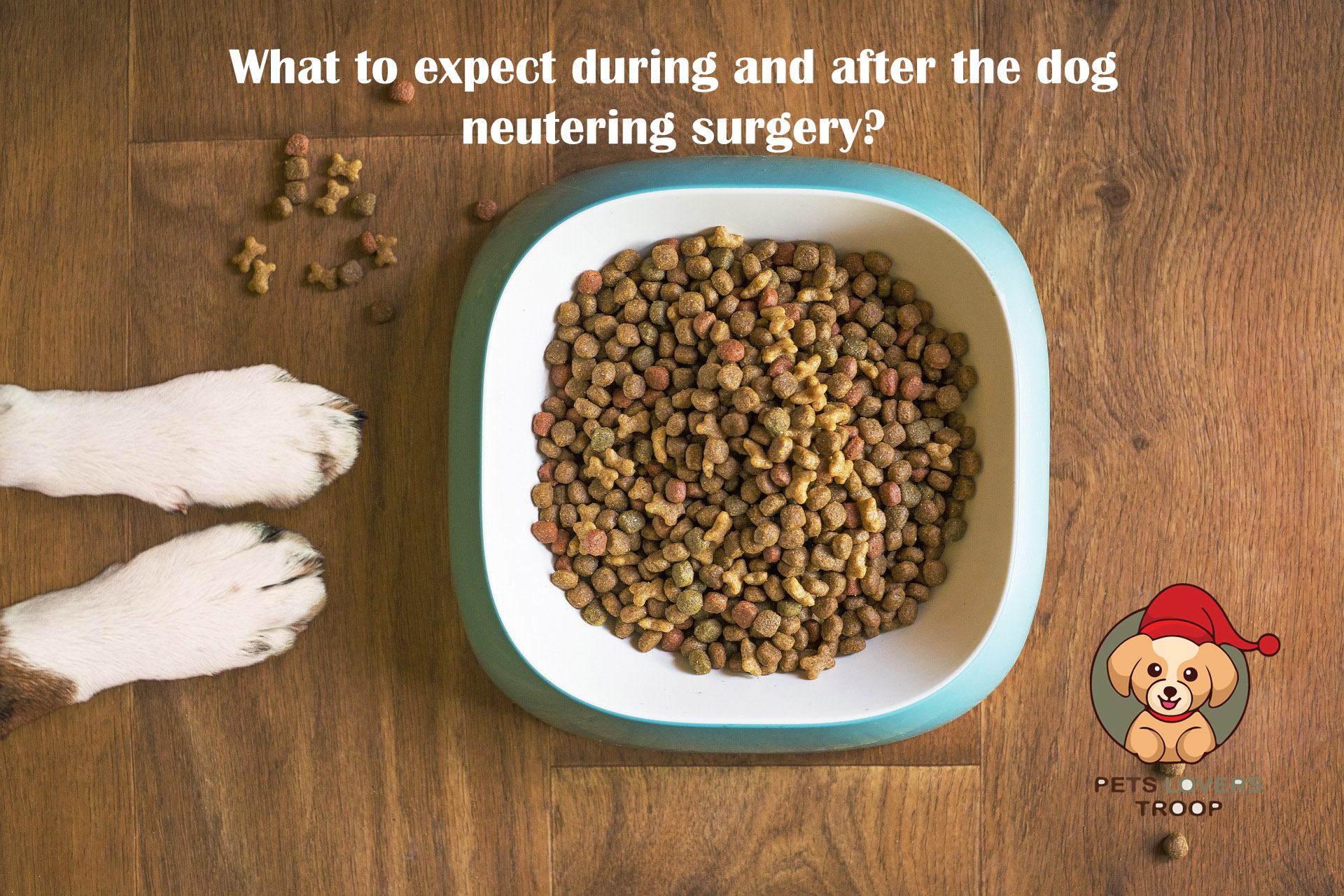 What to expect during and after the dog neutering surgery?