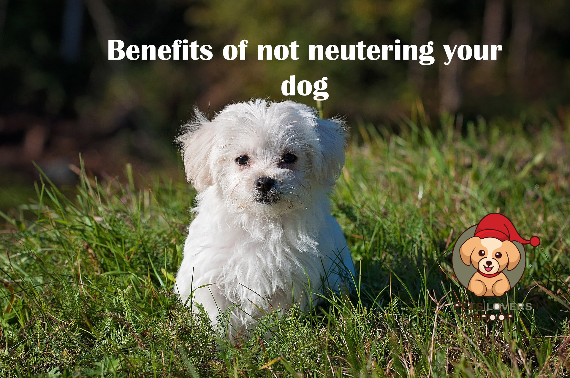 Benefits of not neutering your dog