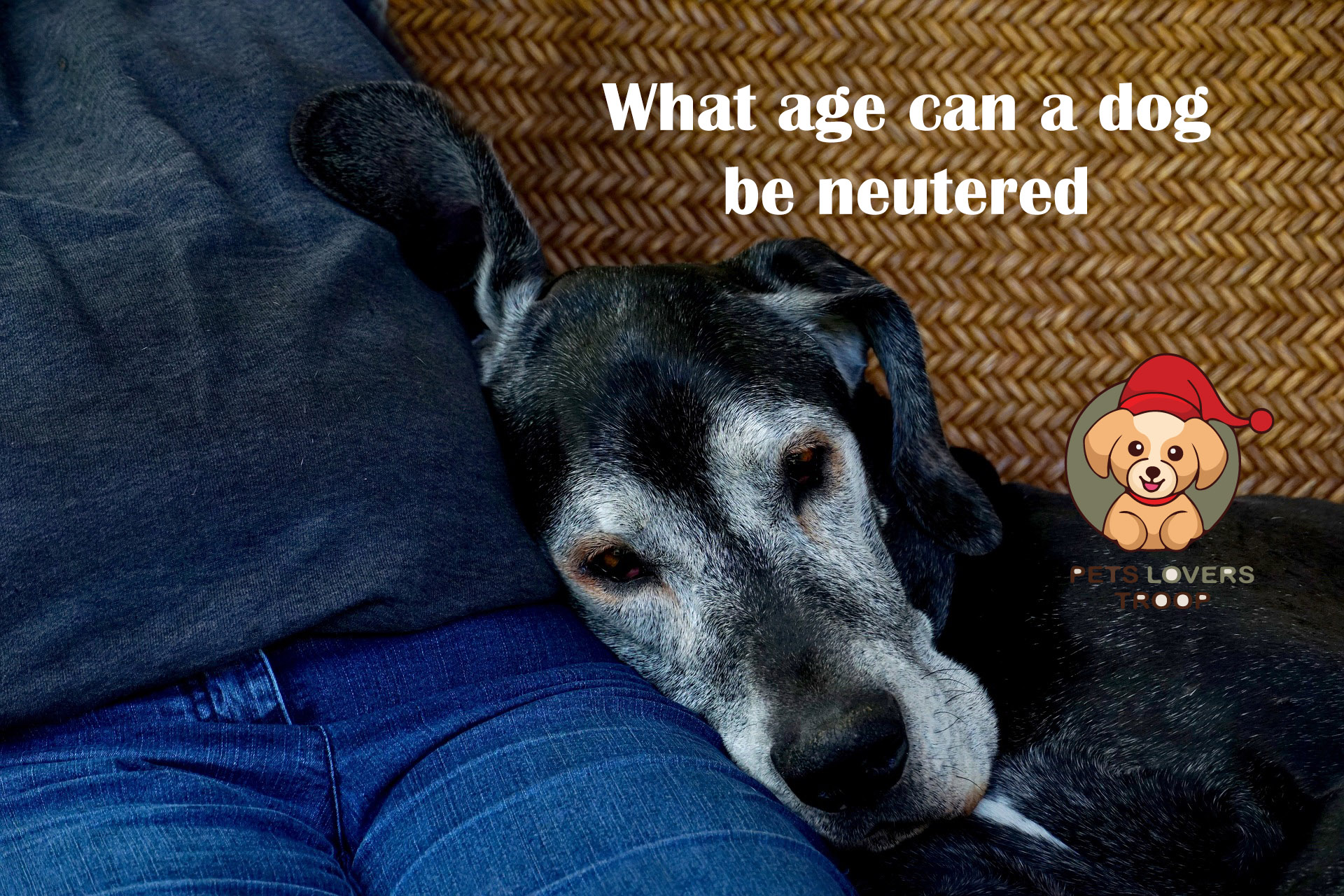 What age can a dog be neutered