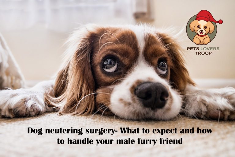 dog neutering surgery