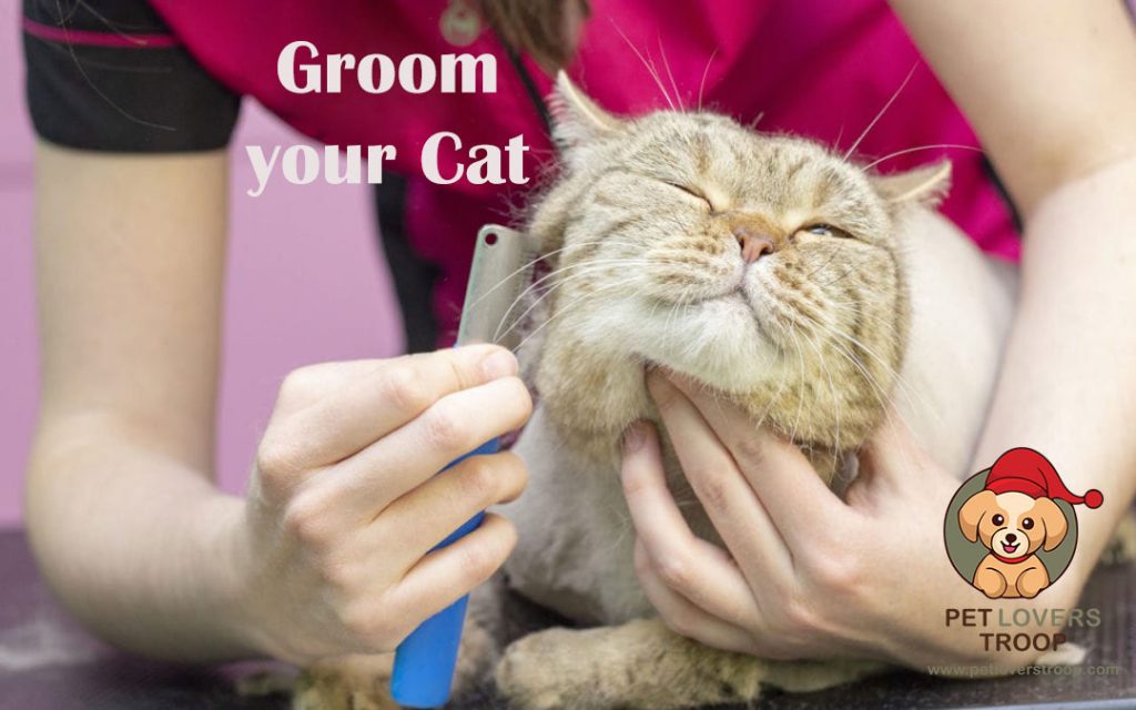 Grooming cat