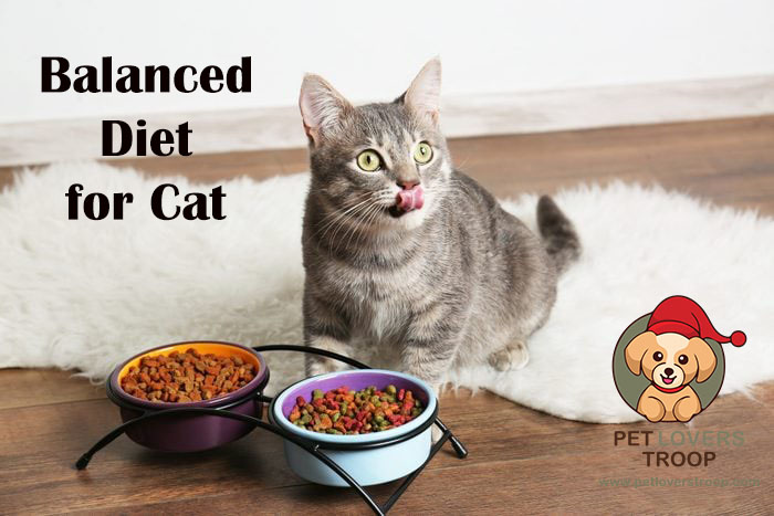 Cat diet