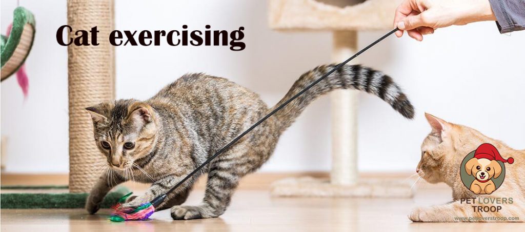 cat exercising