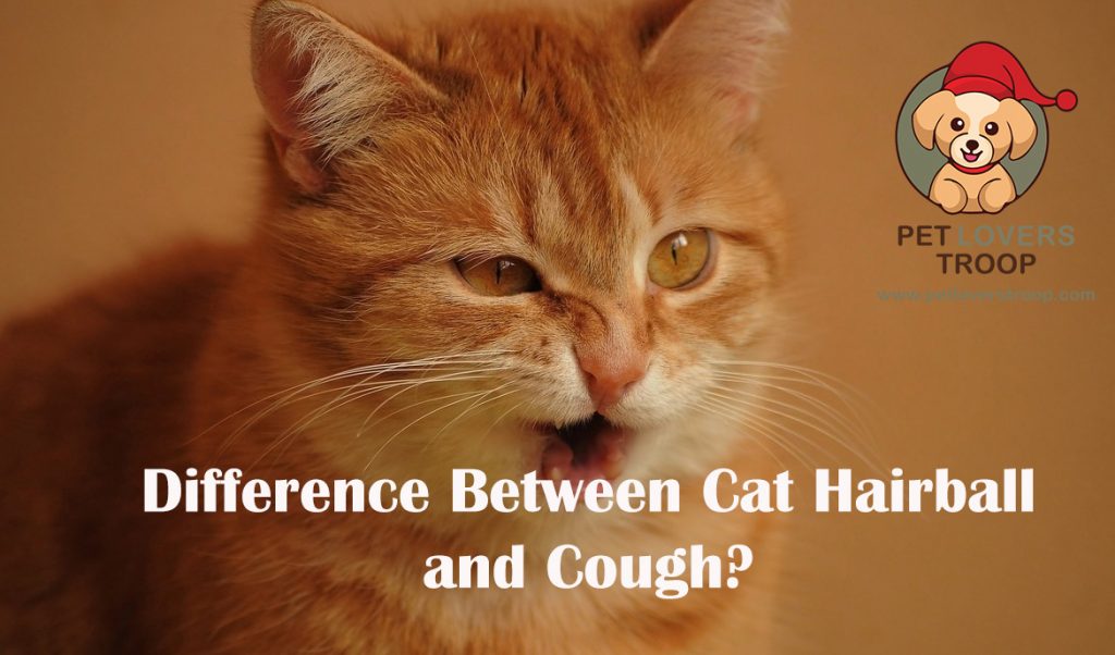cat hairball and cat cough