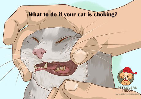 cat choking