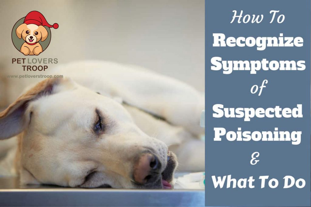 symptoms of dog poisoning