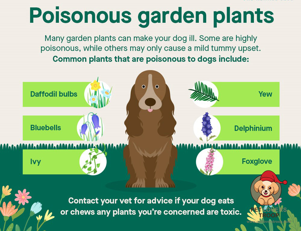 Toxic plants for dogs