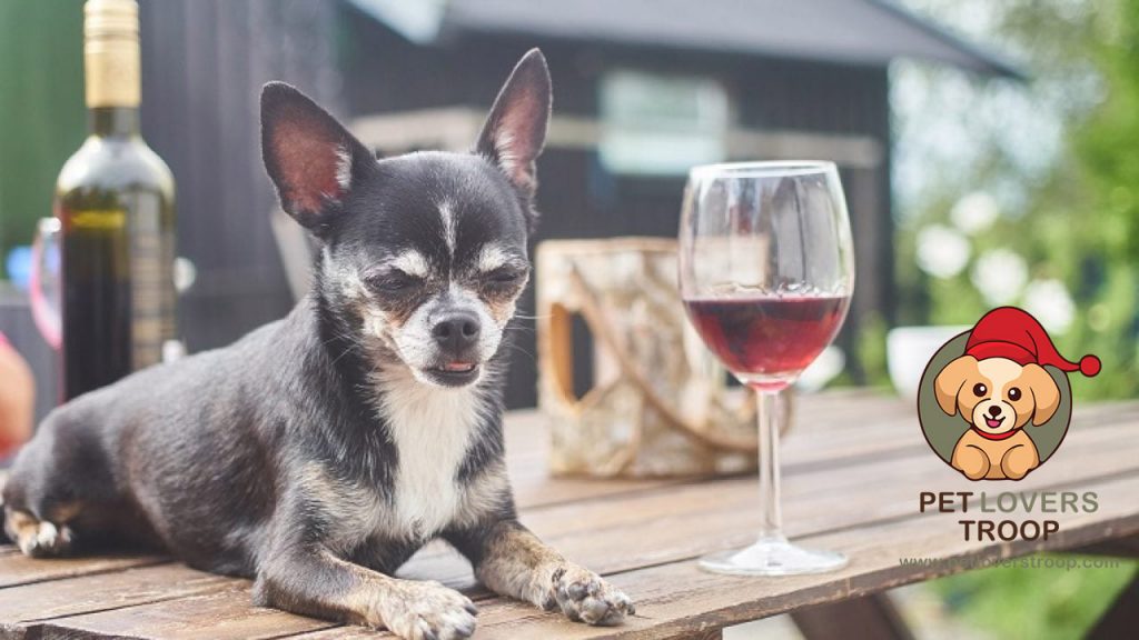 why alcohol is toxic for dogs