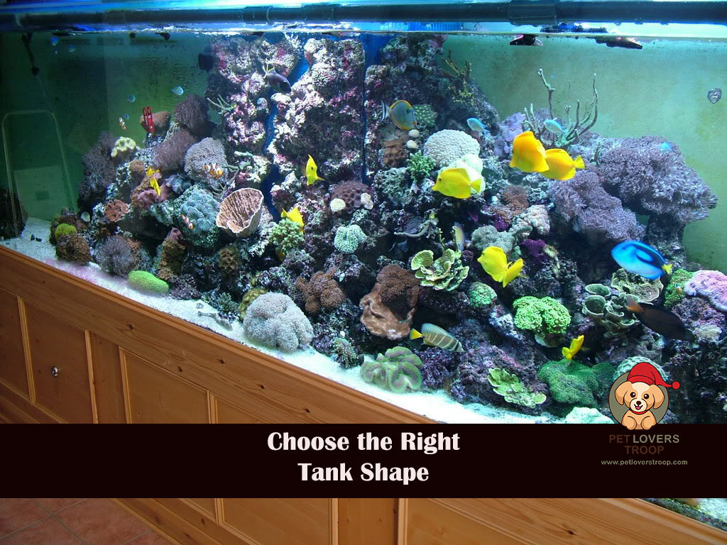 Fish tank size