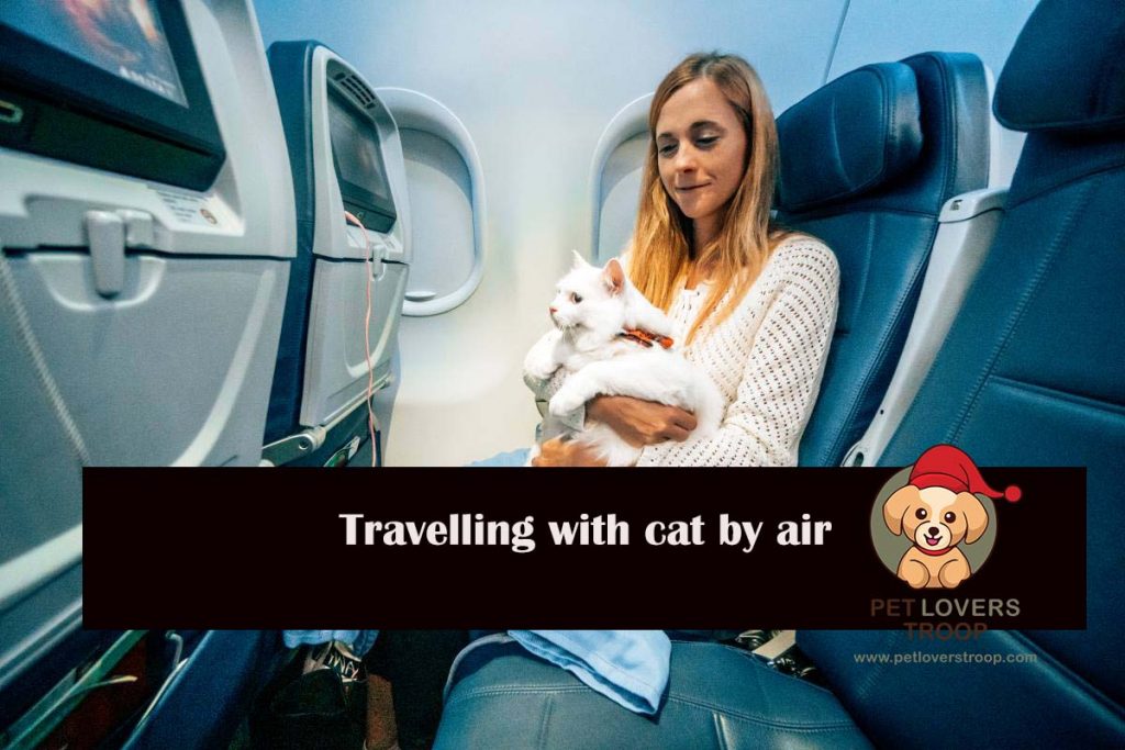how to fly with your cat
