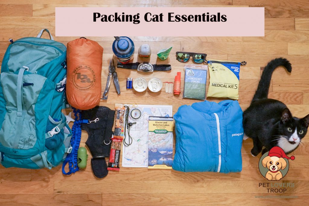cat essentials for traveling