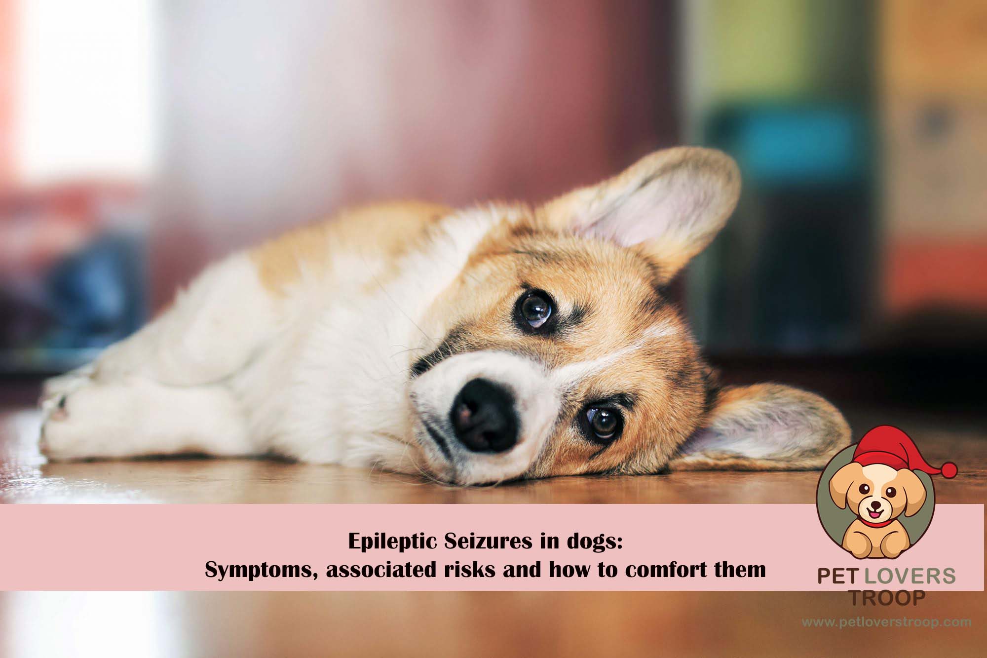 Epileptic Seizures In Dogs Symptoms Associated Risks And How To   Image 