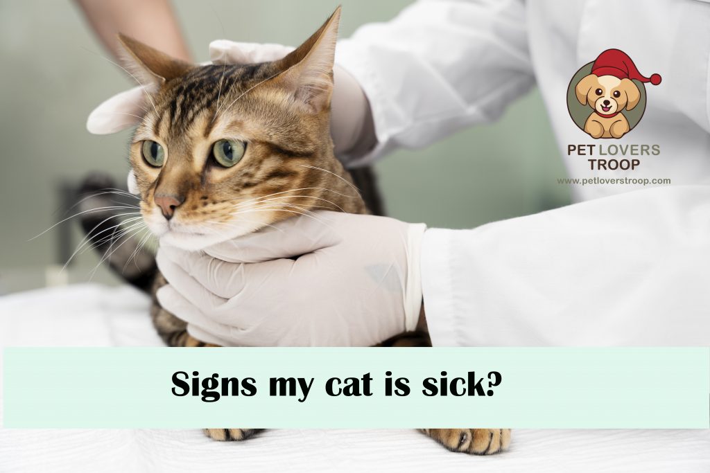 signs my cat is sick