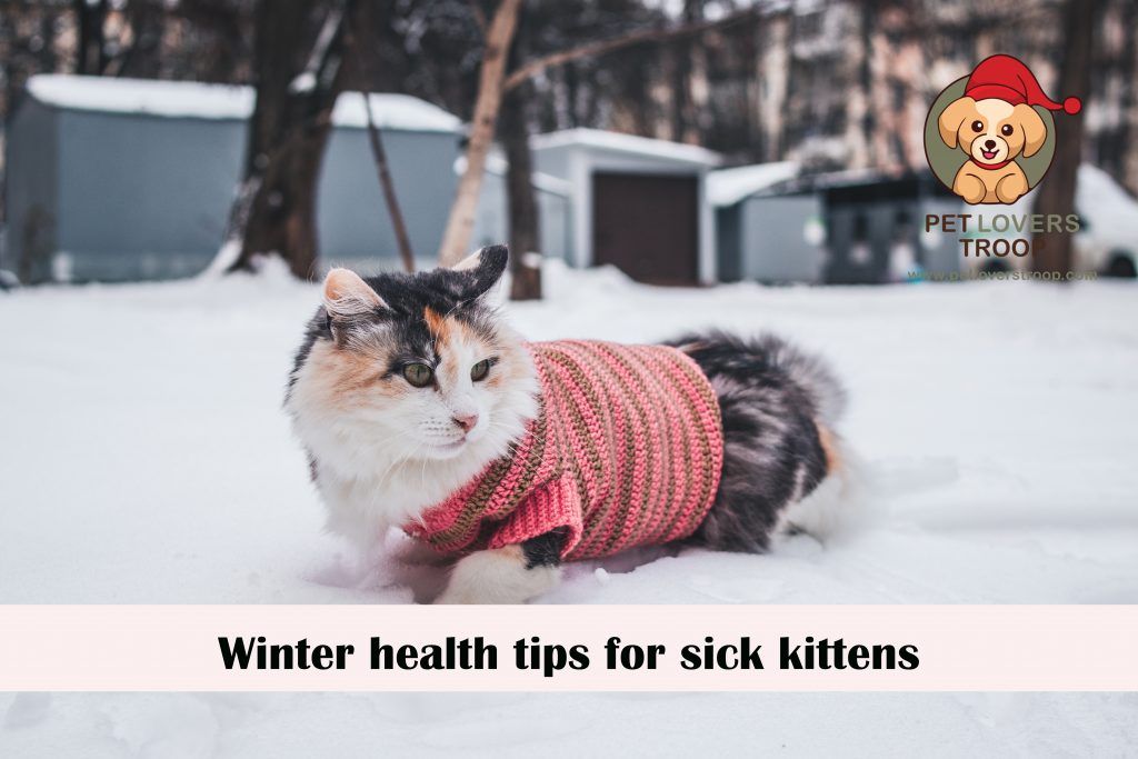 winter health tips for sick kittens