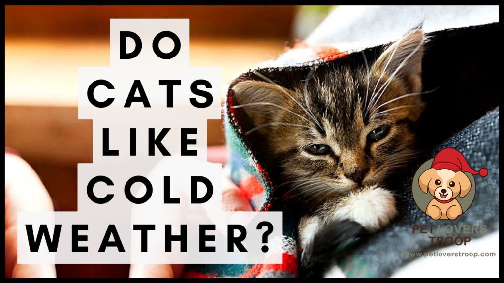 winter illnesses in cats