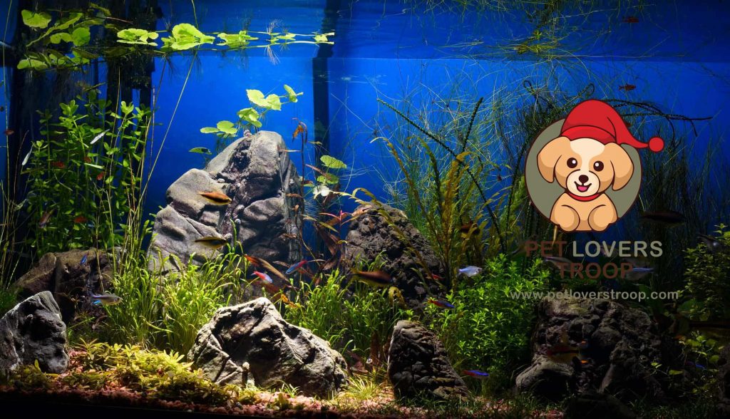 lighting in fish tank