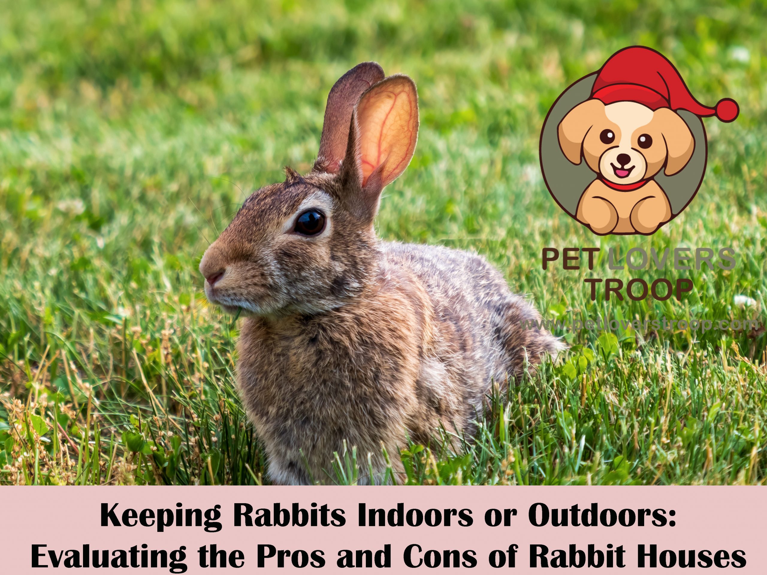 keeping-rabbits-indoors-or-outdoors-evaluating-the-pros-and-cons-of