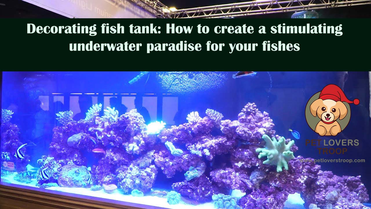 Decorating Fish Tank How To Create A Stimulating Underwater Paradise   Maxresdefault 58 