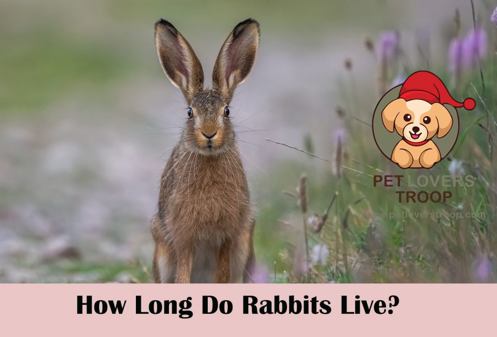 How long do rabbits live