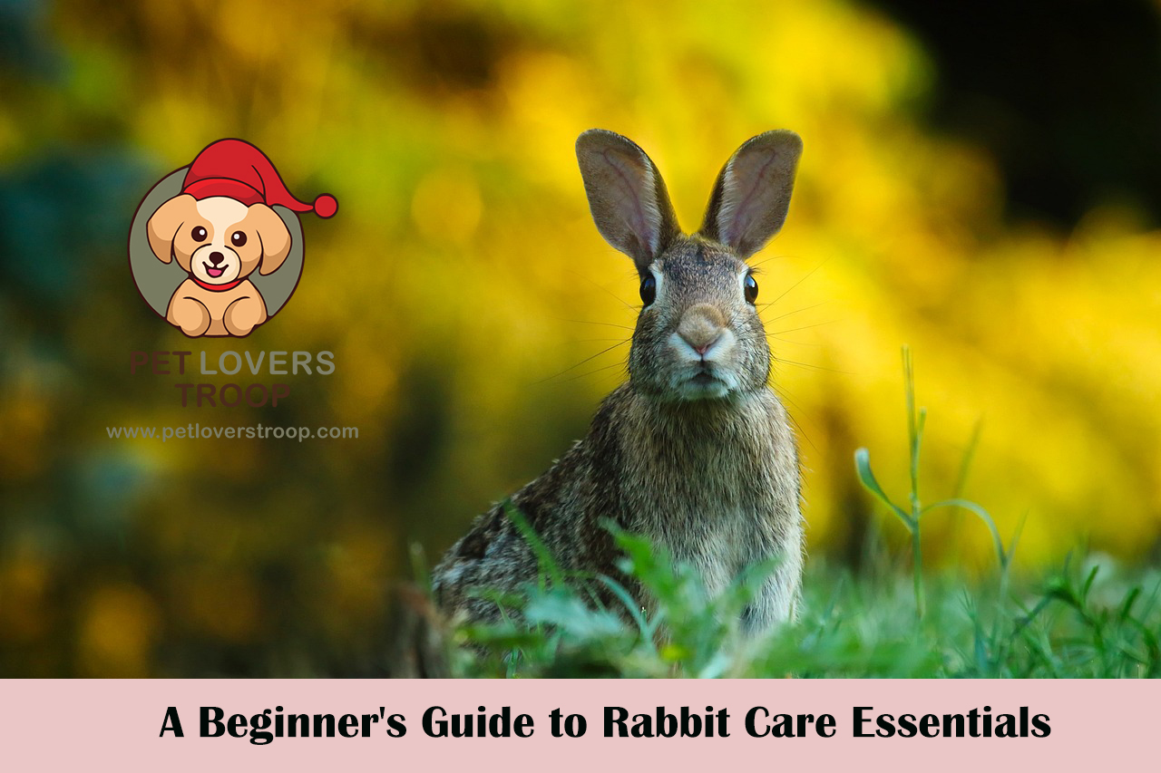 A Beginner's Guide to Rabbit Care Essentials. How to Keep Your Little