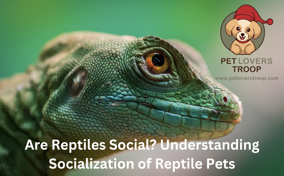 Are Reptiles Social? Understanding Socialization of Reptile Pets