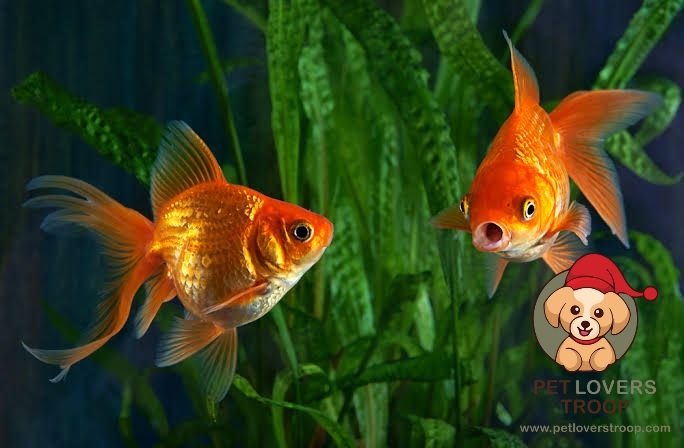 Goldfish breeding 