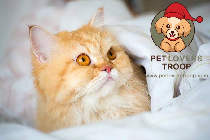 Personality traits of Persian Cats 