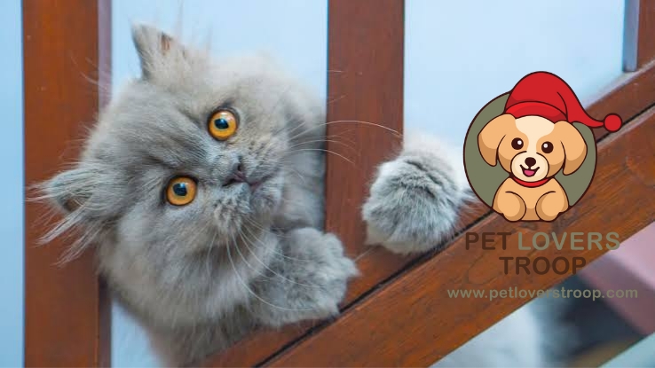 Persian Cats types