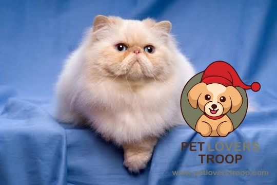 Health Issues in Persian Cats 