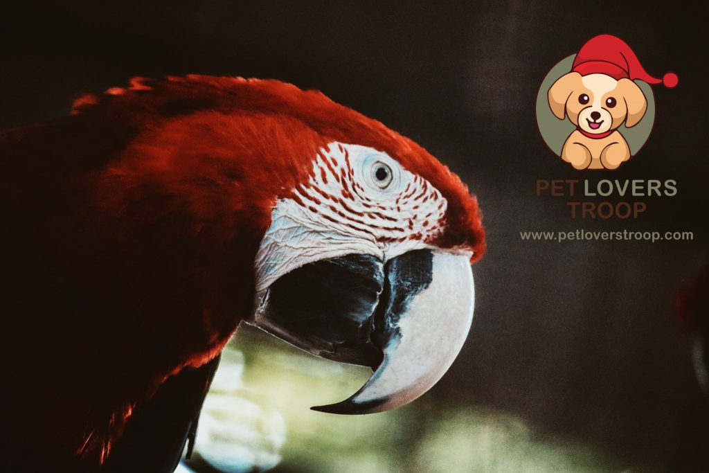 parrot personality 