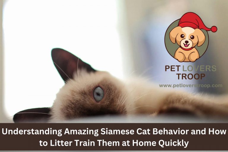 Siamese litter training