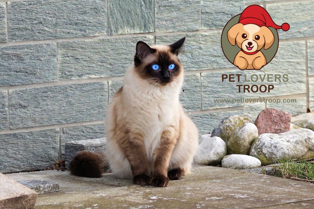how to litter train Siamese cat