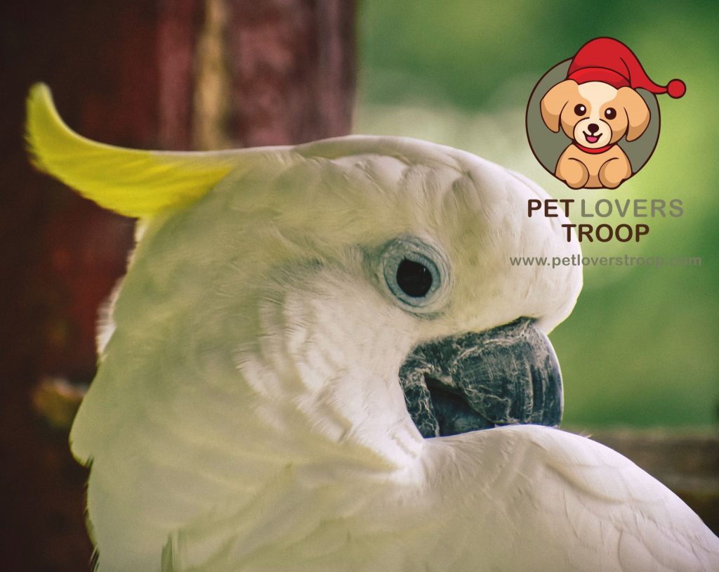 traits of parrots 