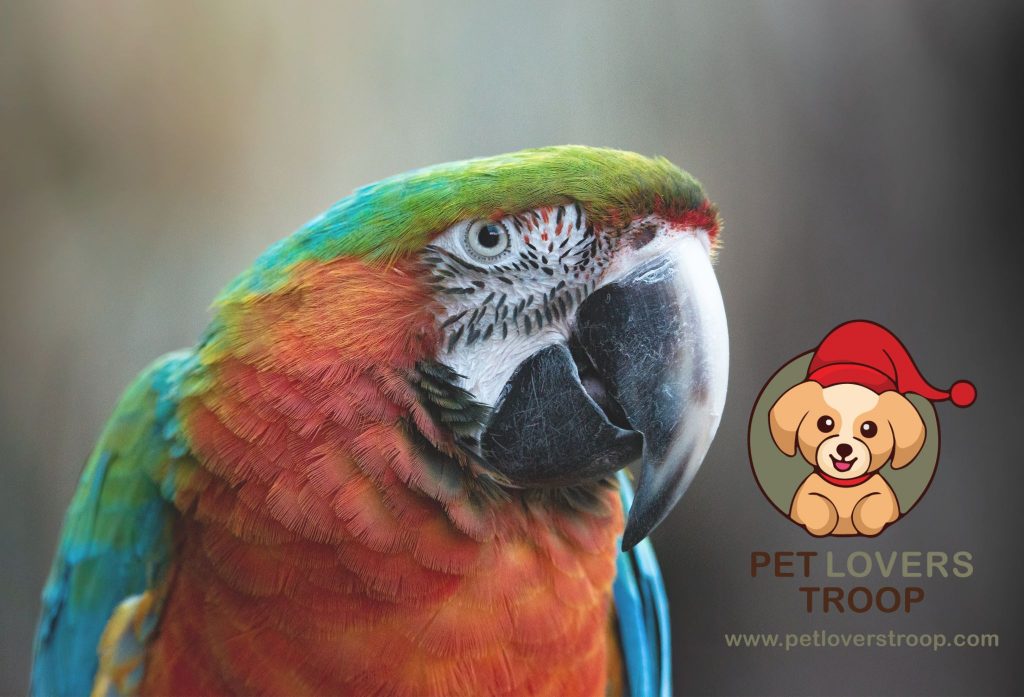 parrot behavior