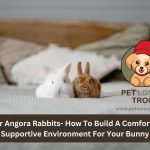 Angora rabbits