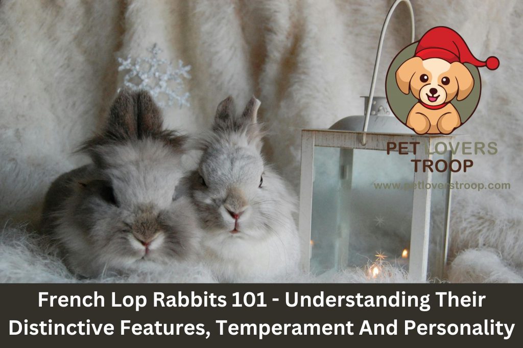 French Lop Rabbits 101 - Understanding their Distinctive Features ...