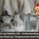 french lop rabbit guide