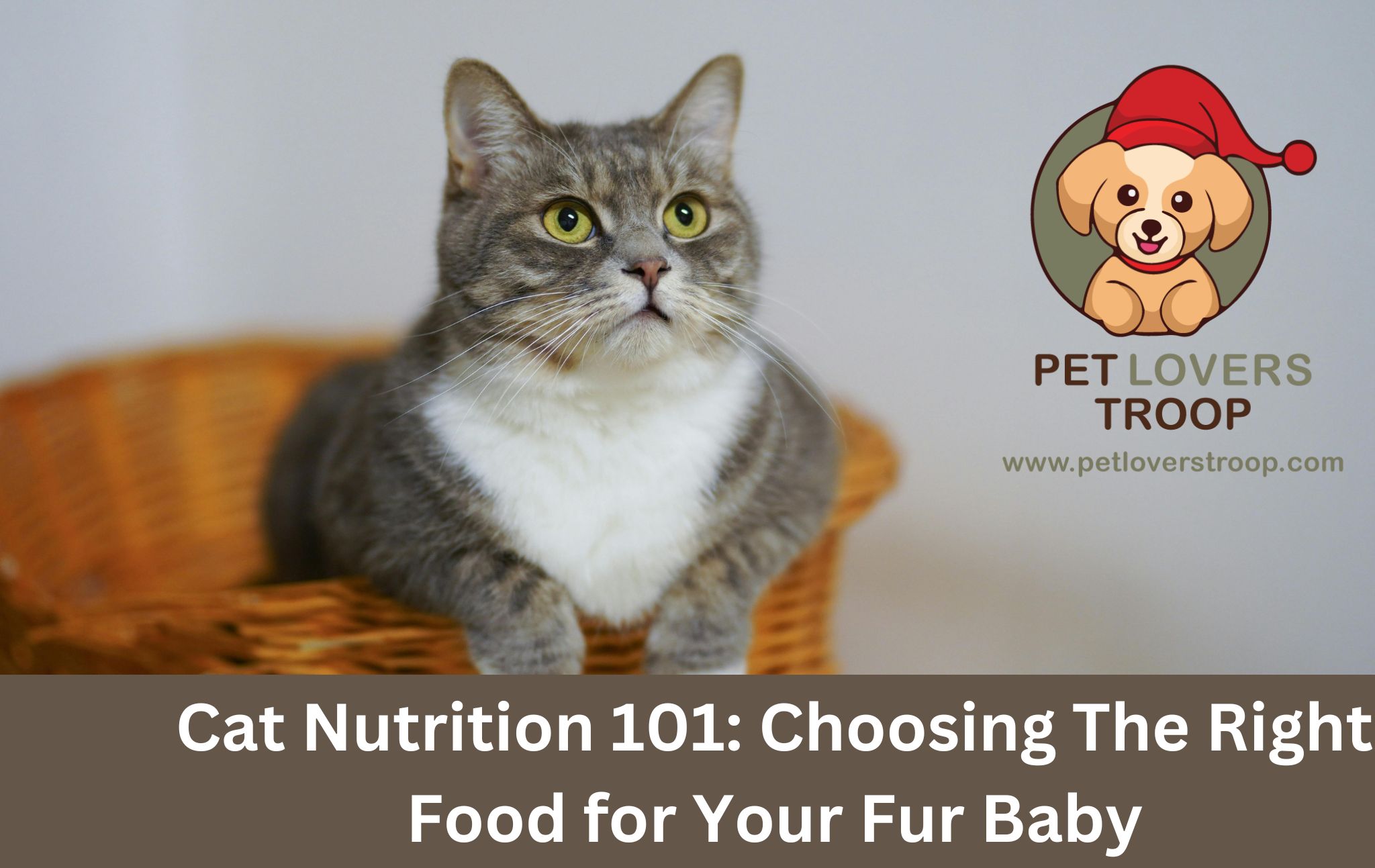 Cat Nutrition 101: Choosing The Right Food for Your Fur Baby- May 2024 ...