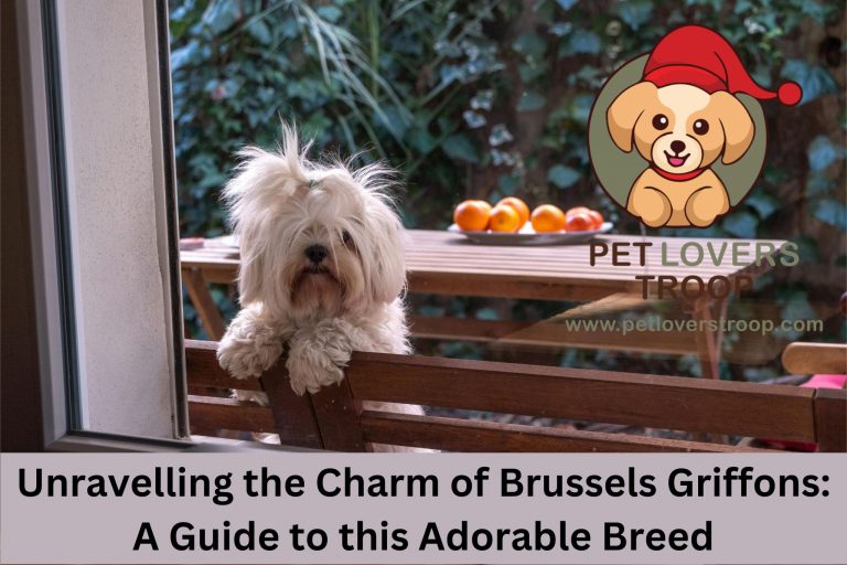 Brussels Griffons