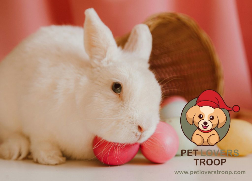 Pet Rabbit Socialization