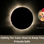 Eclipse Safety for Cats