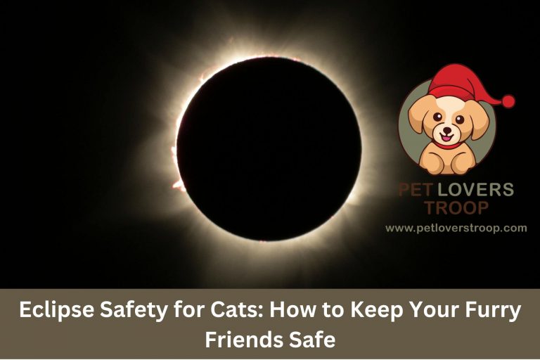 Eclipse Safety for Cats