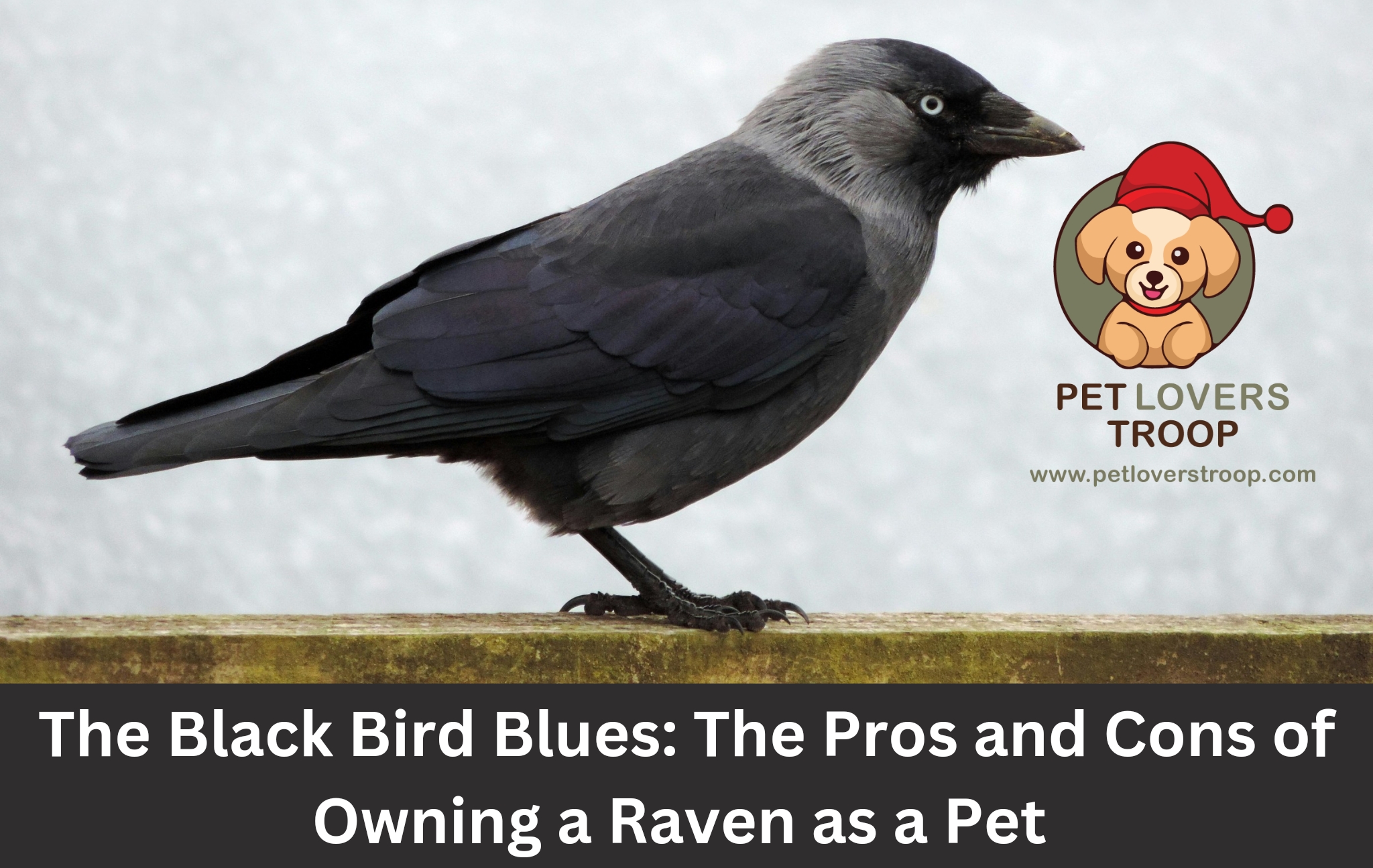 The Black Bird Blues: The Pros and Cons of Owning a Raven as a Pet ...