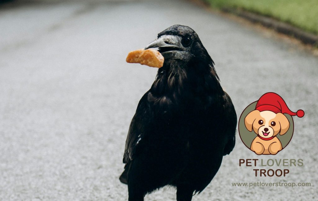 Ravens as Pets