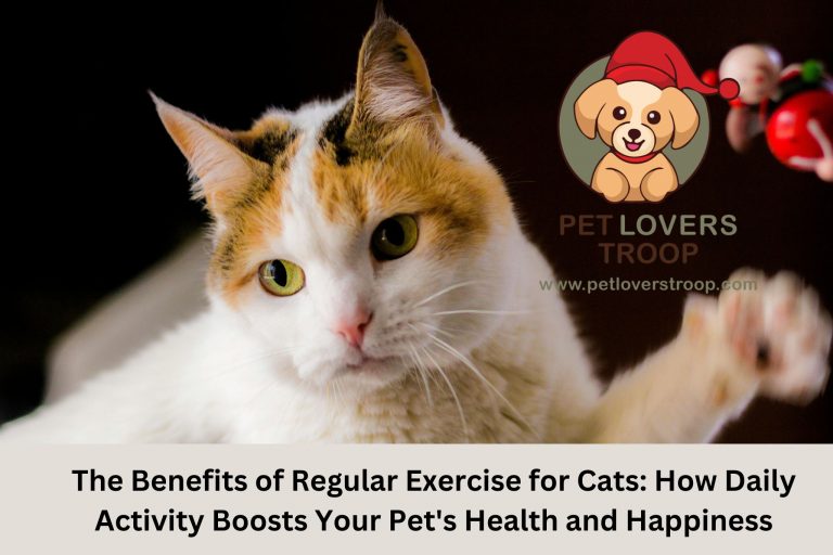 The Benefits of Regular Exercise for cats