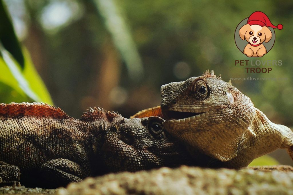 reptile vet care