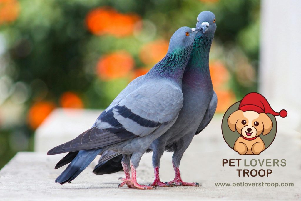 pet pigeons