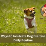 13 Best Ways to Exercise With Your Dog